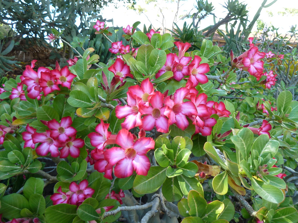 Como Plantar Rosa Do Deserto Guia De Como Plantar