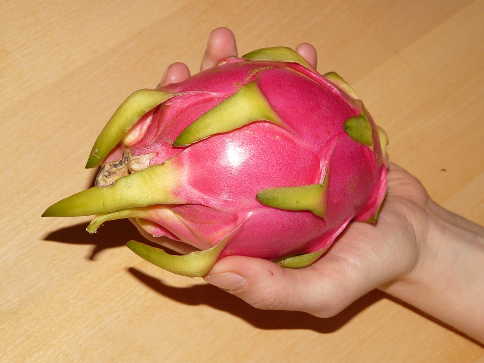  Como Plantar Pitaya 