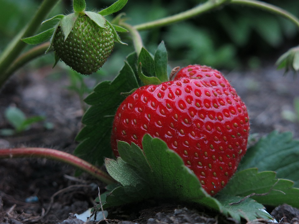 Como Plantar Morango Passo a Passo Simples