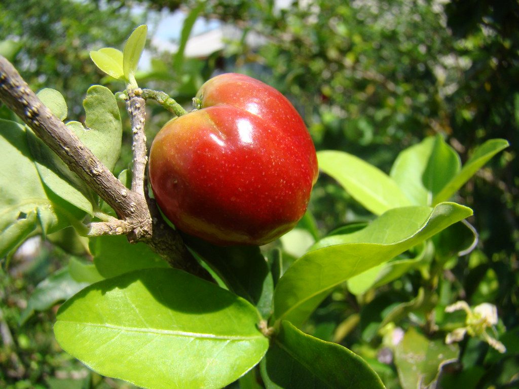 Como Plantar Acerola