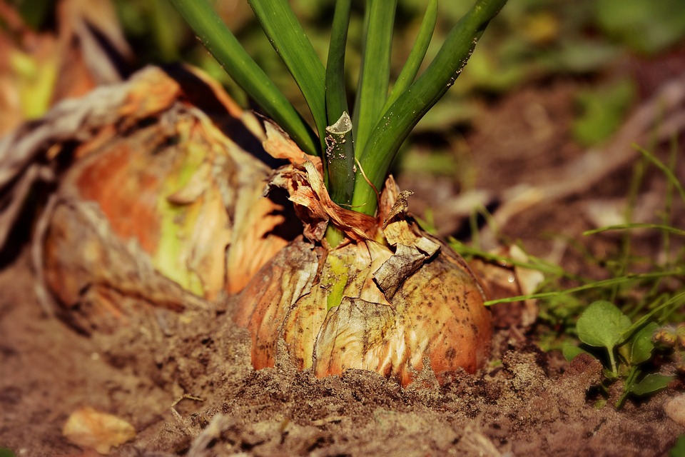 Como Plantar Cebola