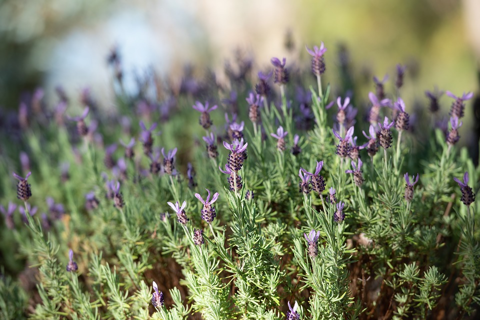 Como Plantar Lavanda