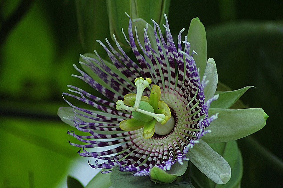 Como Plantar Maracujá