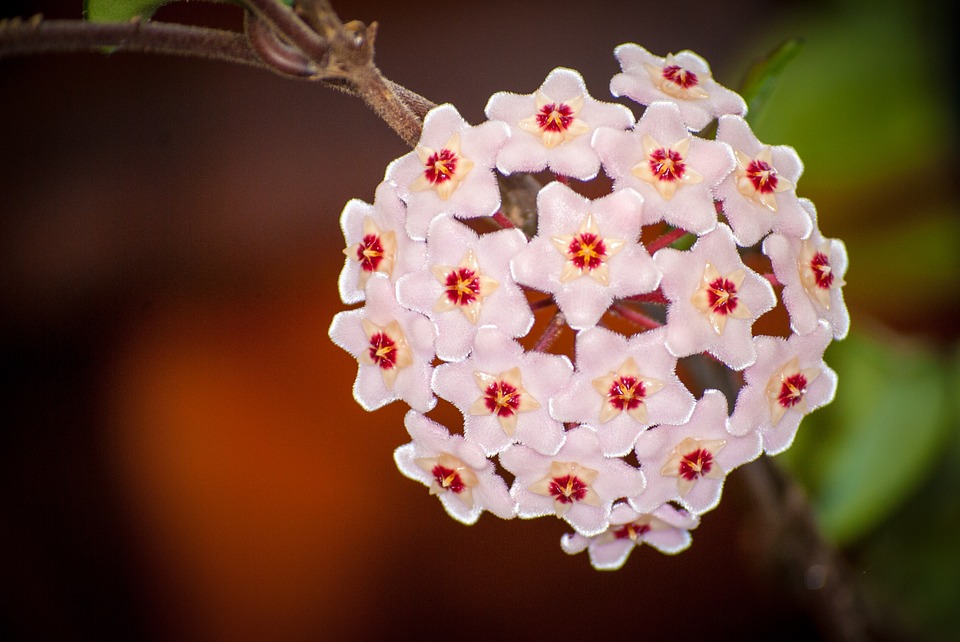  Flor de Cera Flores