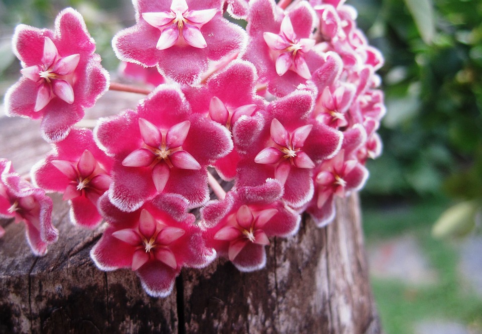 Flor de Cera