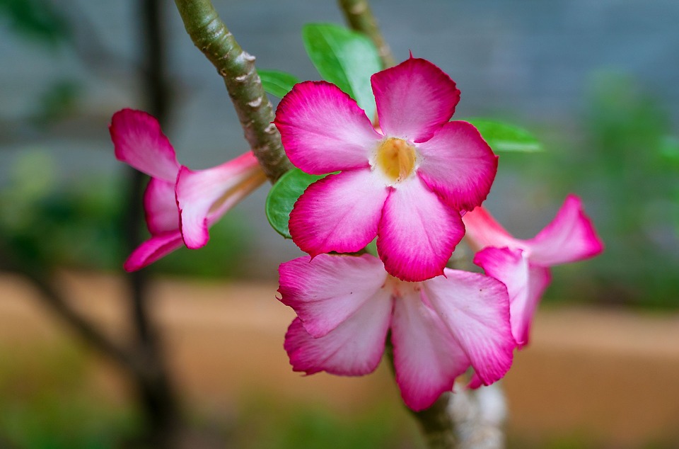 Rosa do Deserto