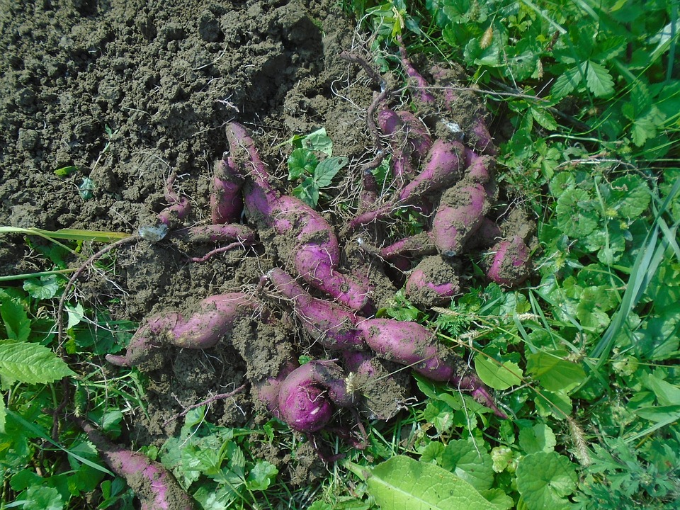 Como Plantar Batata Doce