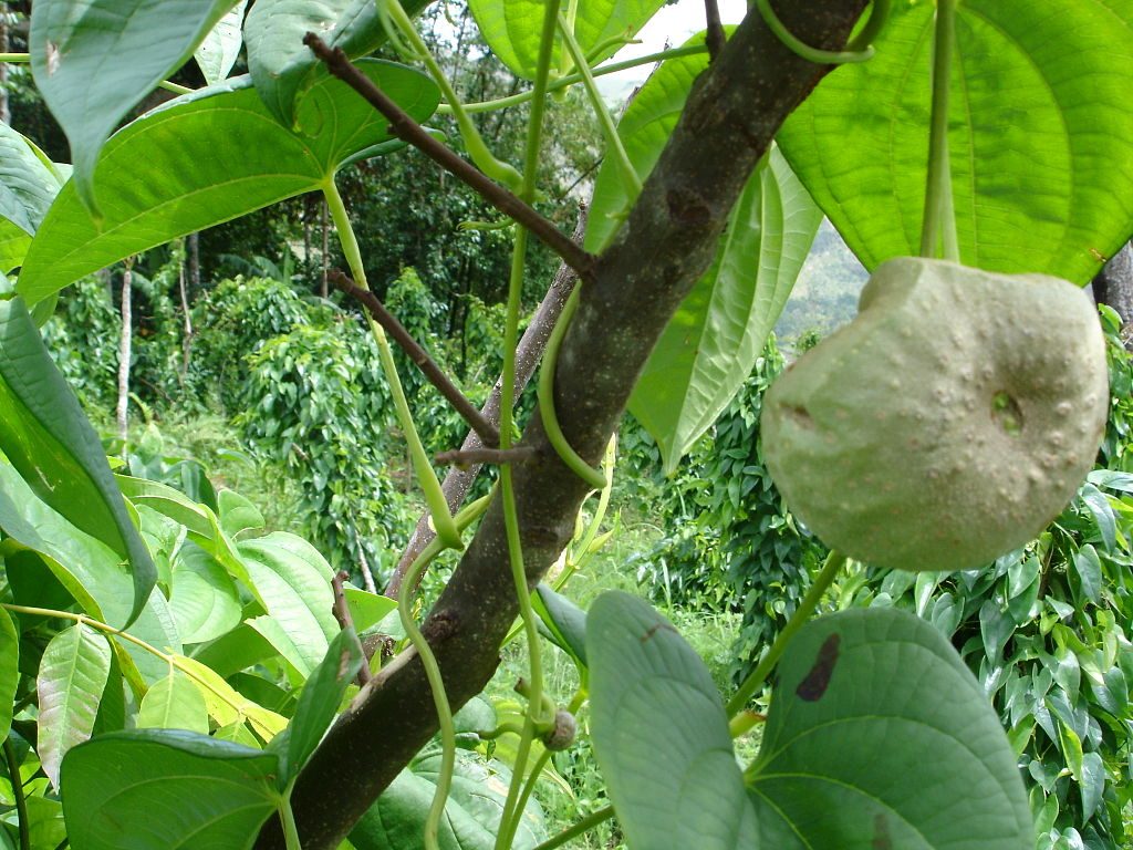 Como Plantar Cará Moela