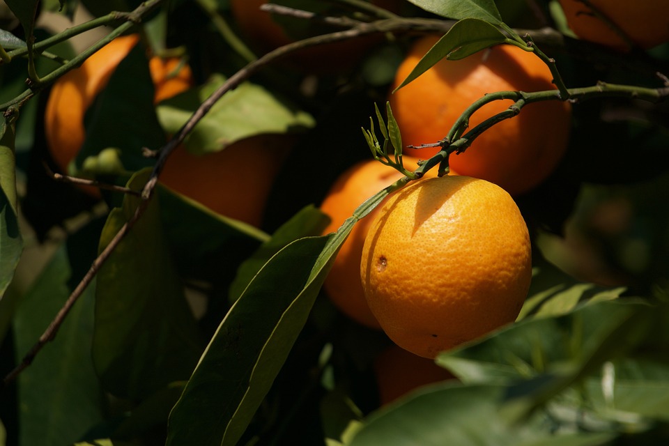 Como Plantar Laranja