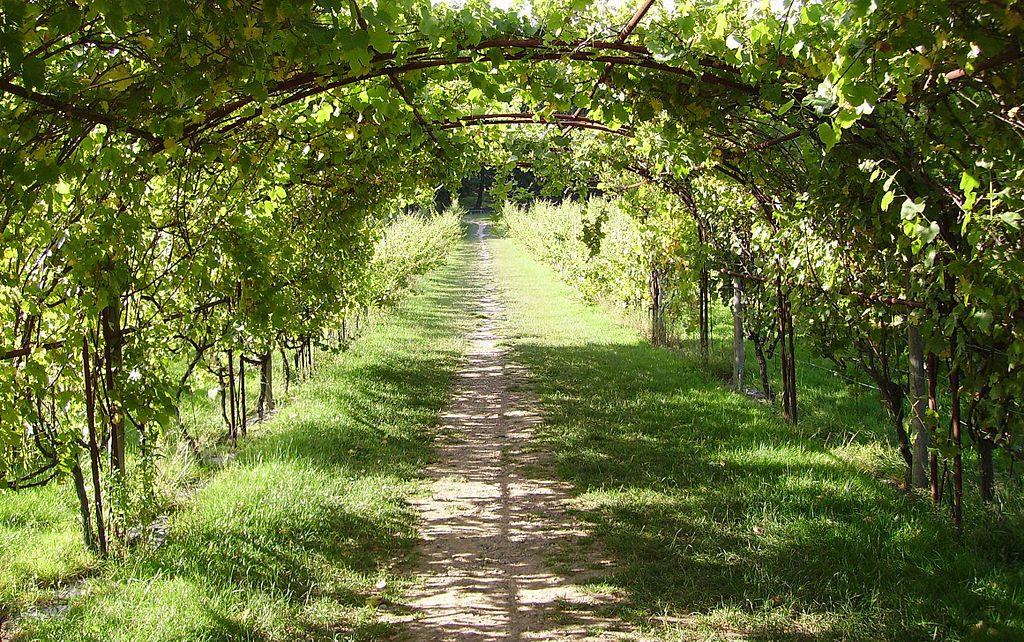 Como Plantar Uva em Pérgola