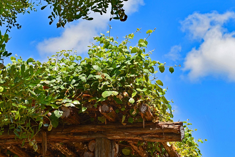 Como Plantar Uva em Pérgola