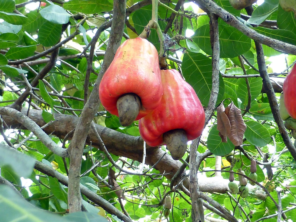 Como Plantar Caju