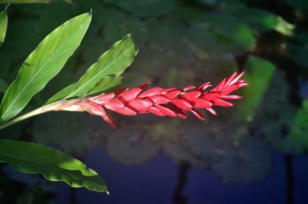 Alpínia: Um Guia Completo Sobre Essa Planta