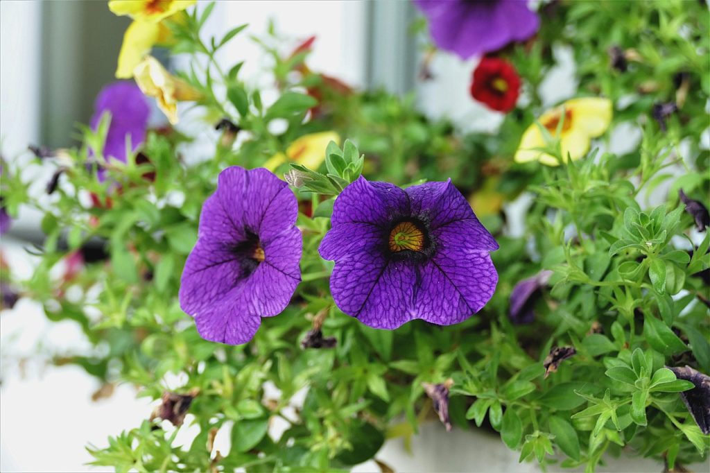 Calibrachoa: Guia Completo Sobre Essa Planta