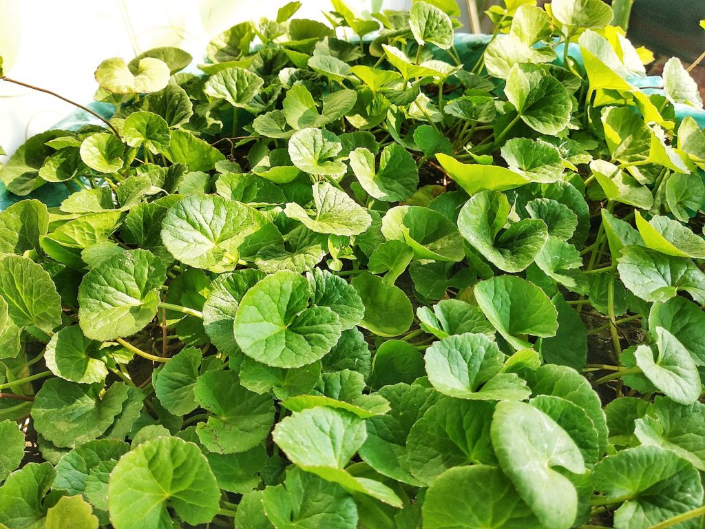 Centella Asiatica: Guia Completo Desta Planta 