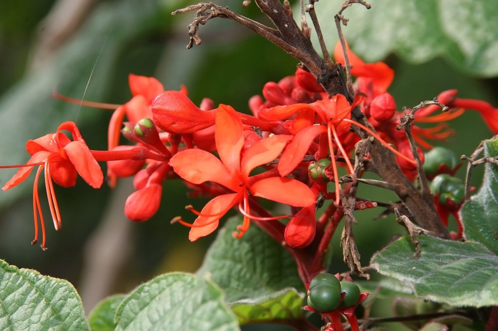 Clerodendro Vermelho: Um Guia Desta Planta