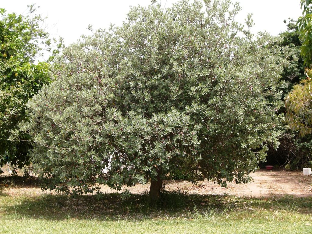 Feijoa: Um Guia Completo Desta Planta