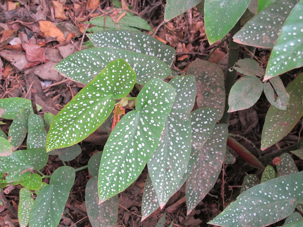 Begonia Maculata: Tudo Sobre Essa Planta