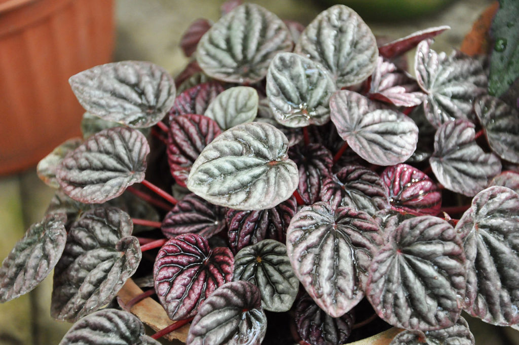 Peperomia Caperata Tudo Sobre Essa Planta