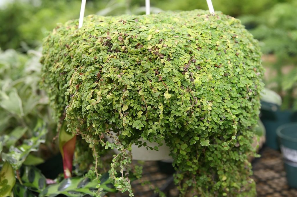 Planta da Sorte: Tudo Sobre Essa Folhagem