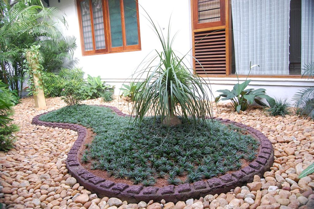 Grama Preta: Saiba Tudo Sobre Essa Planta