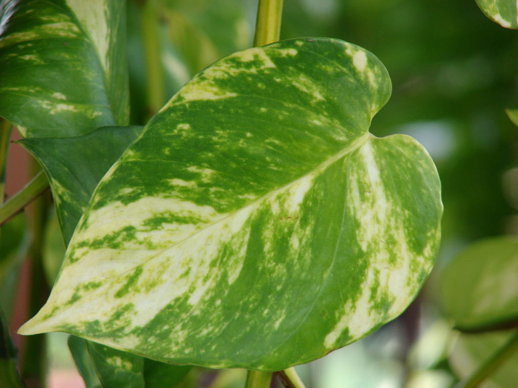 Jiboia Planta: Um Guia Completo Para Você 