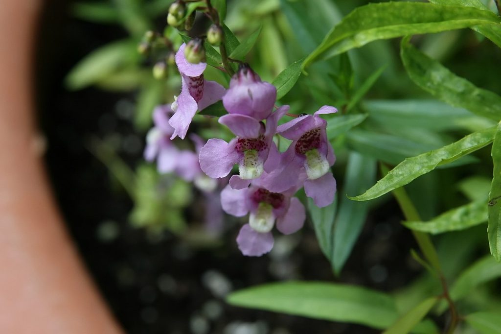 Angelônia: Saiba Tudo Sobre Essa Plant