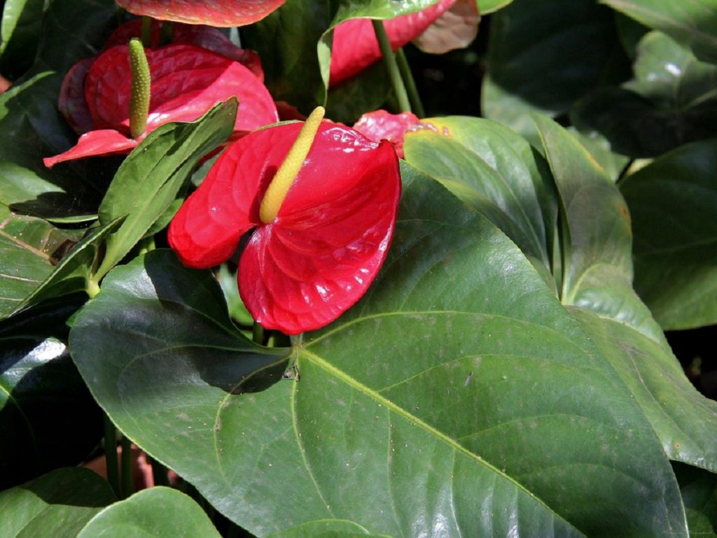 Antúrio: Um Guia Completo Sobre Essa Planta