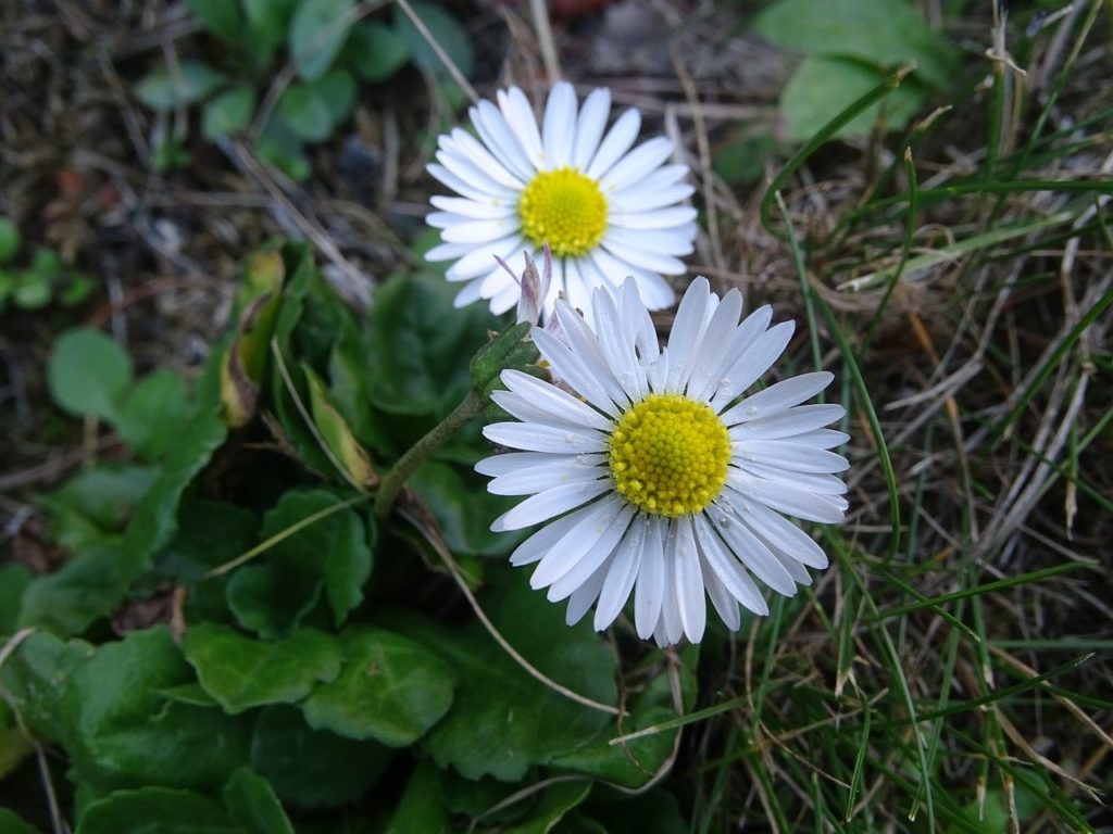 Bellis Perennis: Saiba Tudo Sobre Essa Planta 