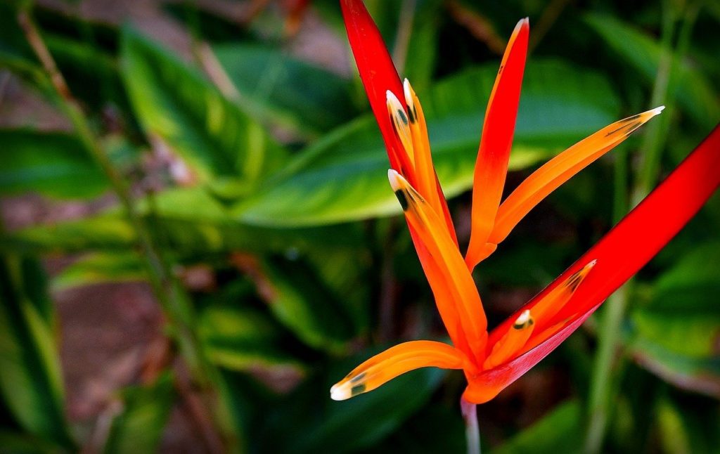 Heliconia Psittacorum: Um Guia Completo