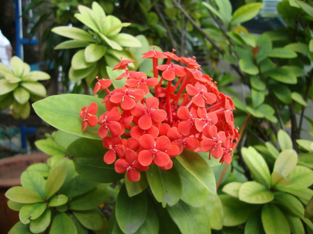 Ixora Vermelha: Um Guia Completo Desta Planta 