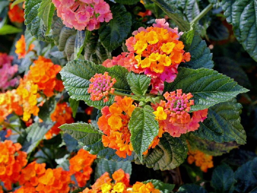 Lantana Camara: Guia Completo Desta Planta 