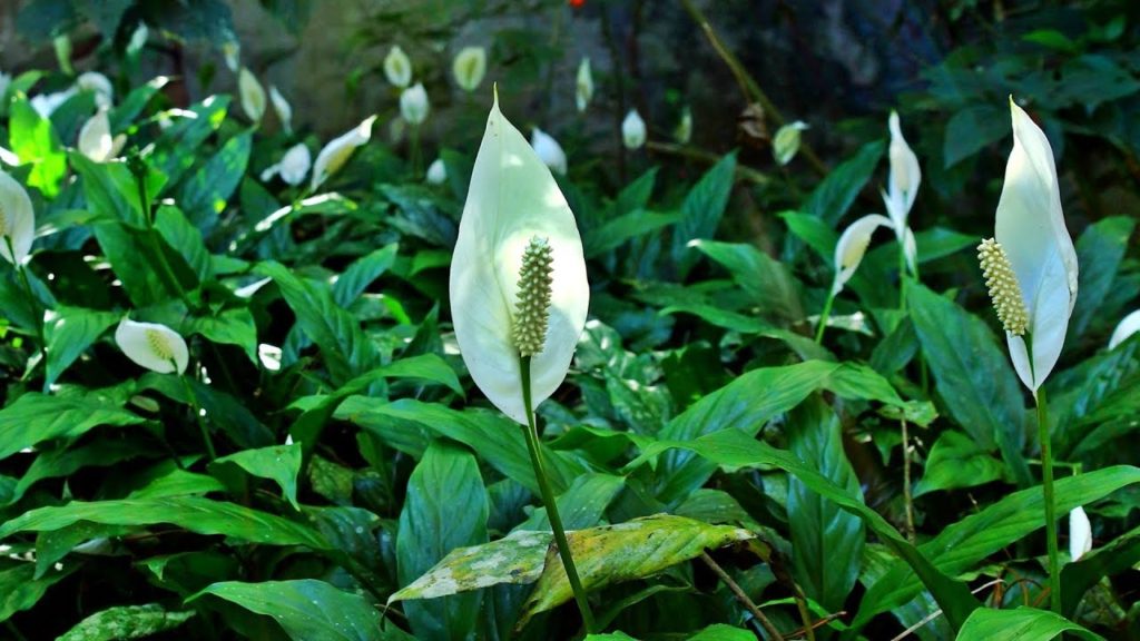 Lírio da Paz: Saiba Tudo Sobre Essa Planta 