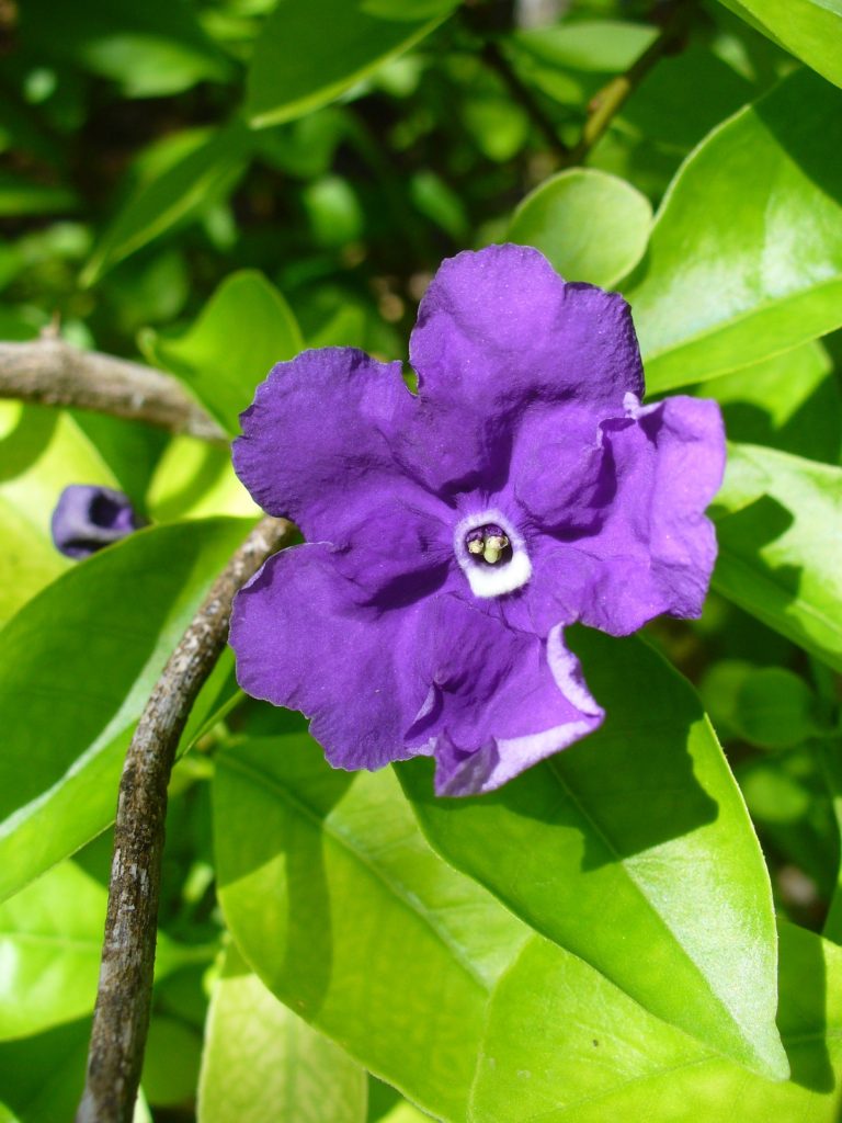 Manacá de Jardim: Saiba Tudo Sobre Essa Planta