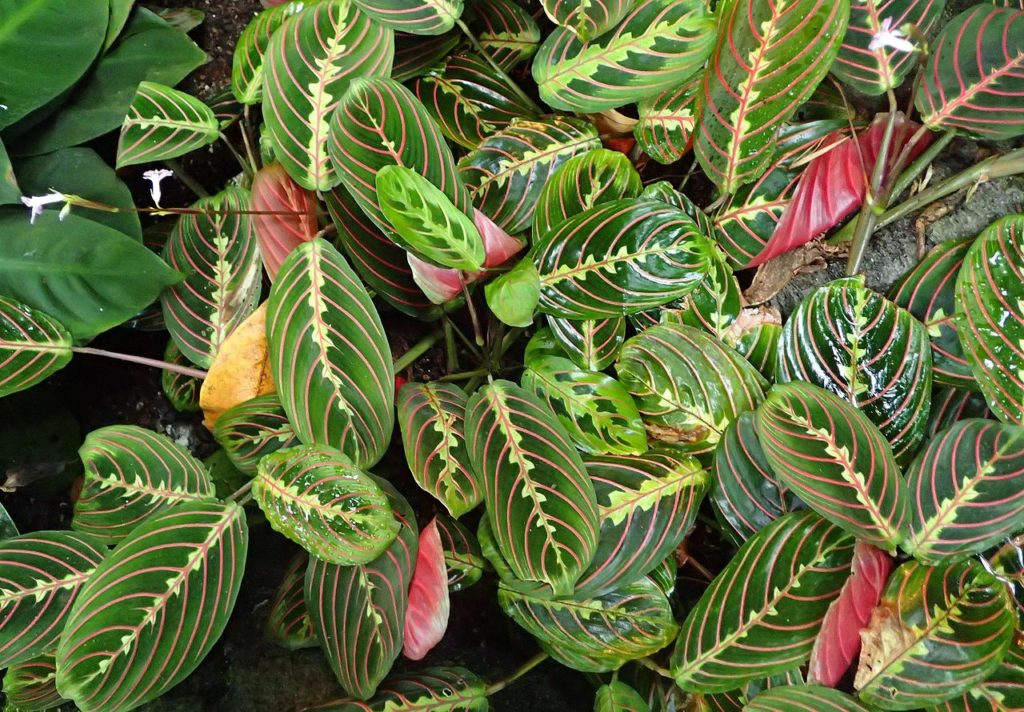 Maranta Leuconeura: Guia Completo Desta Planta