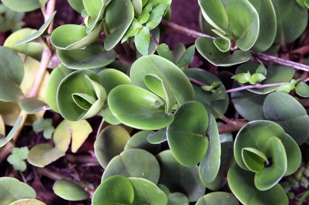 Peperomia Obtusifolia: Tudo Sobre Essa Planta