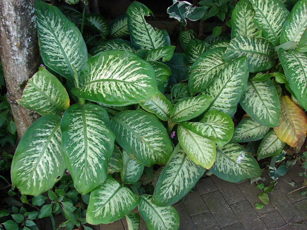 Planta Comigo Ninguém Pode: Um Guia Completo