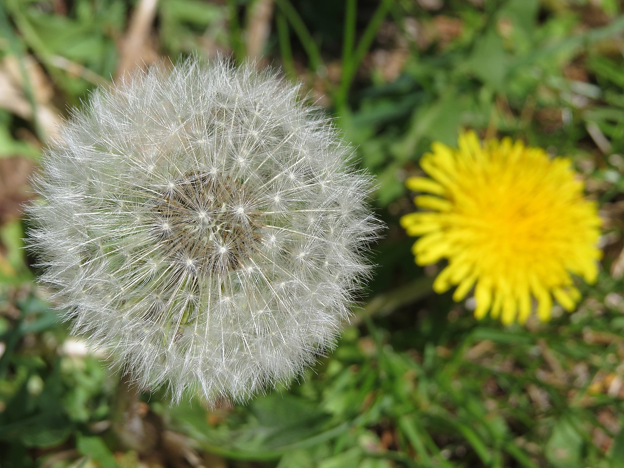 What Are The White Puffy Weeds Called