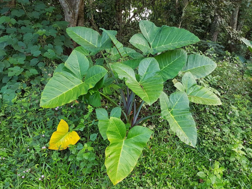 Taioba: Saiba Tudo Sobre Essa Planta 