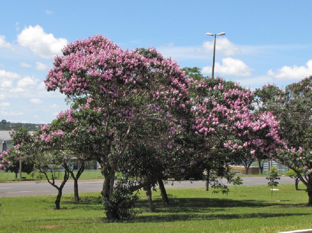 Quaresmeira Roxa: Guia Completo Desta Planta 